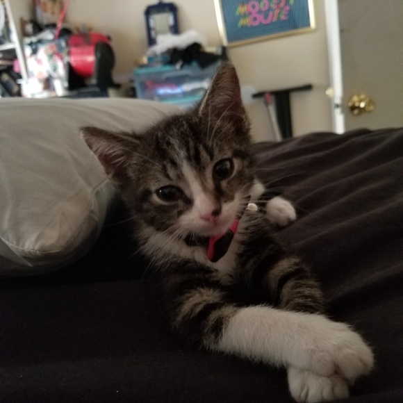 Meet your Posher, Chris - Picture 4 of 5